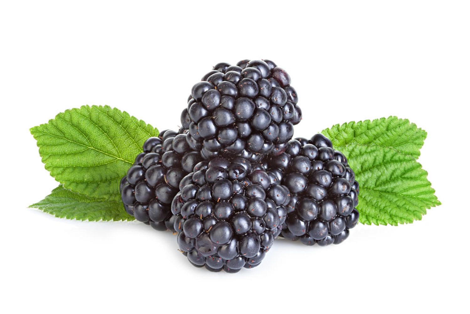 blackberry. blackberry oils