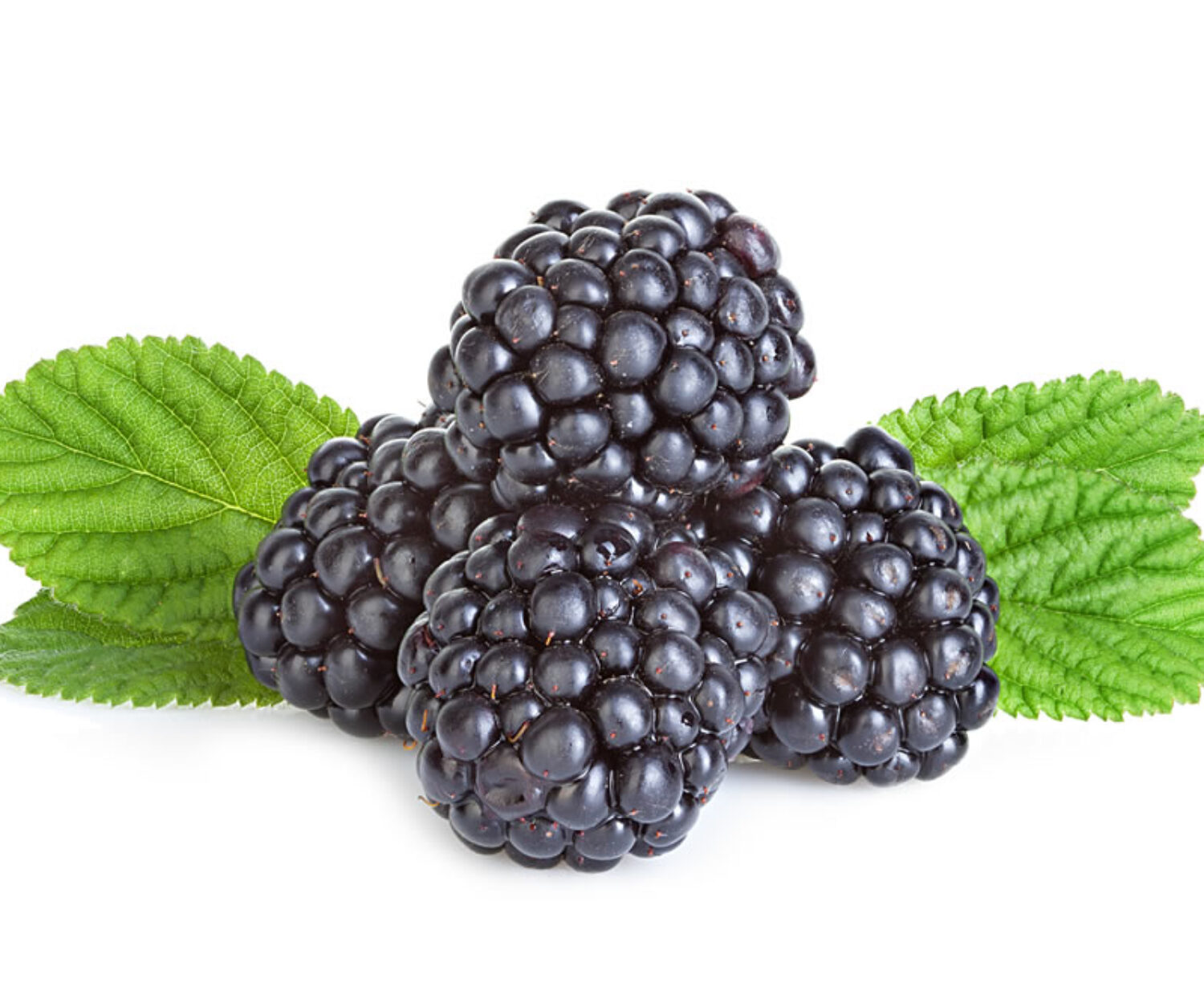 Moras. Aceite de mora