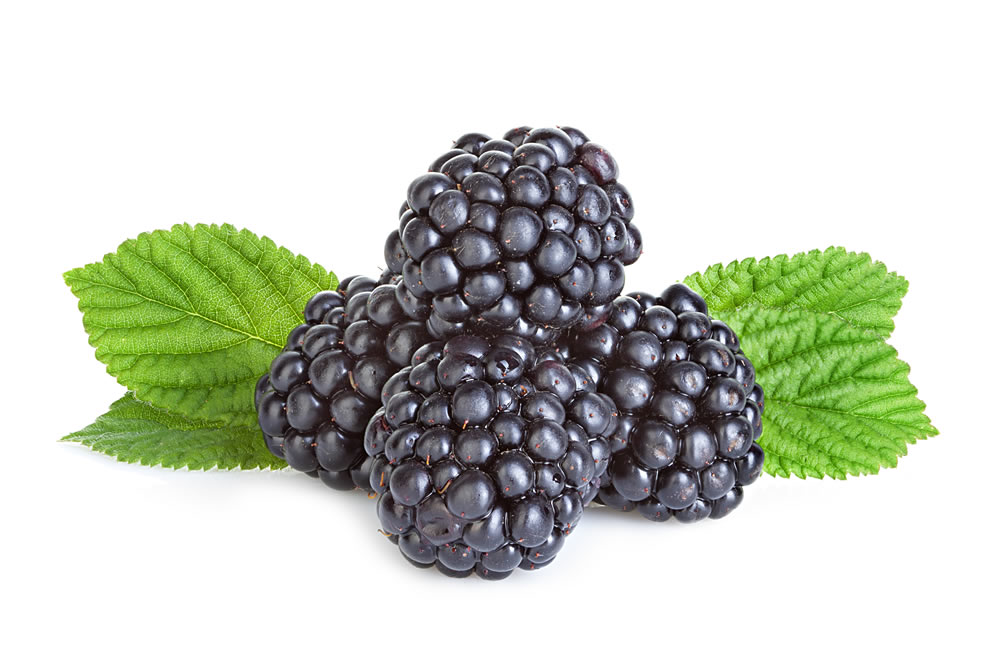 Moras. Aceite de mora