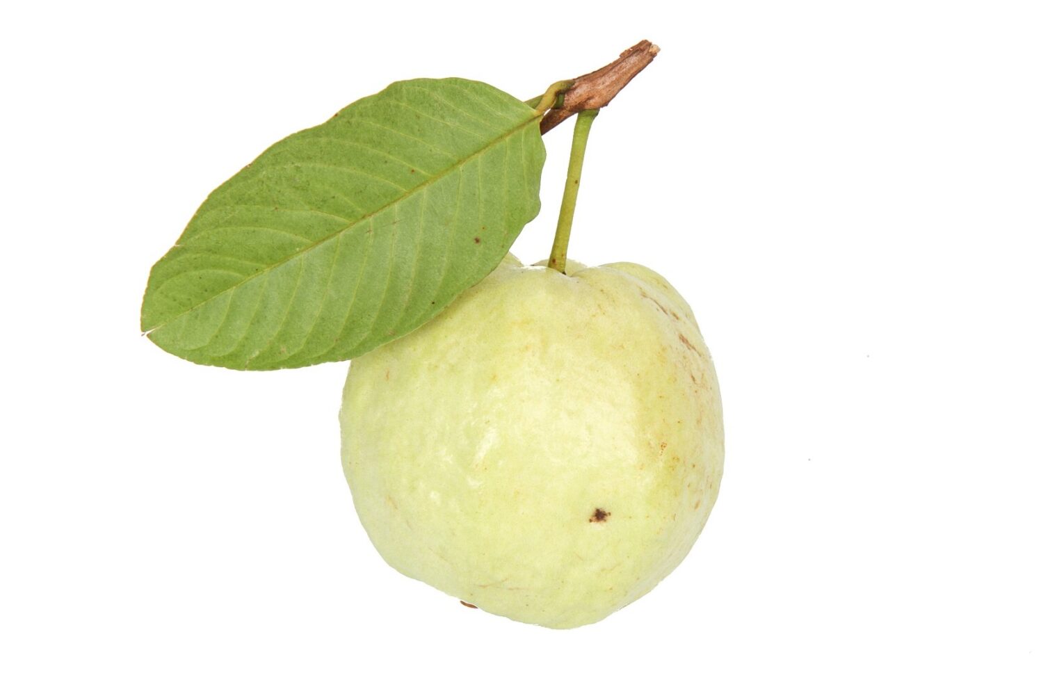 white guava