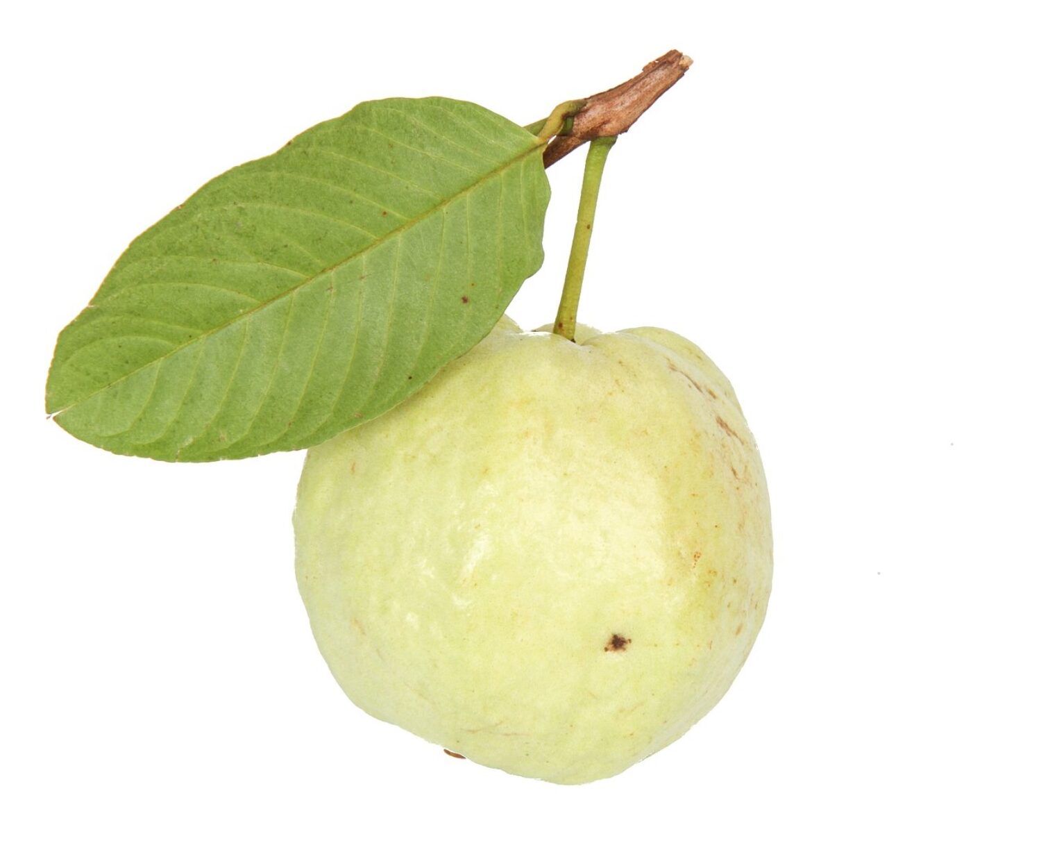 white guava