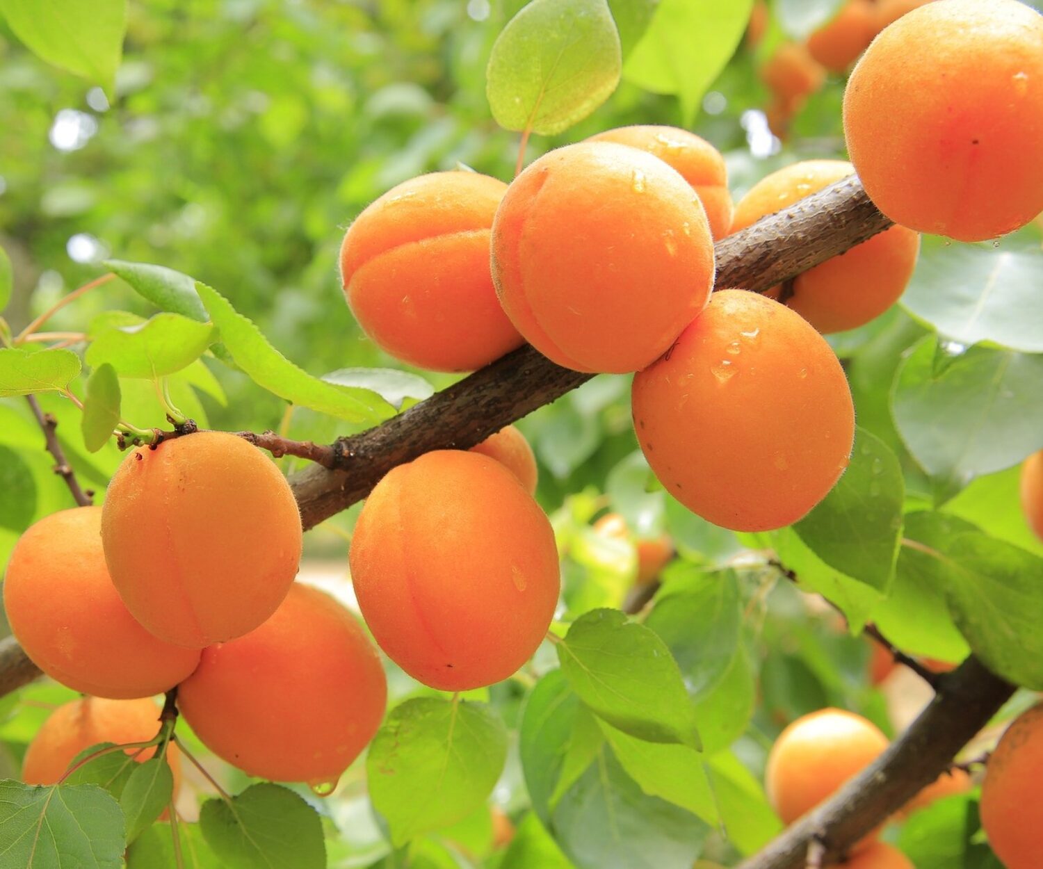 Albaricoque en árbol